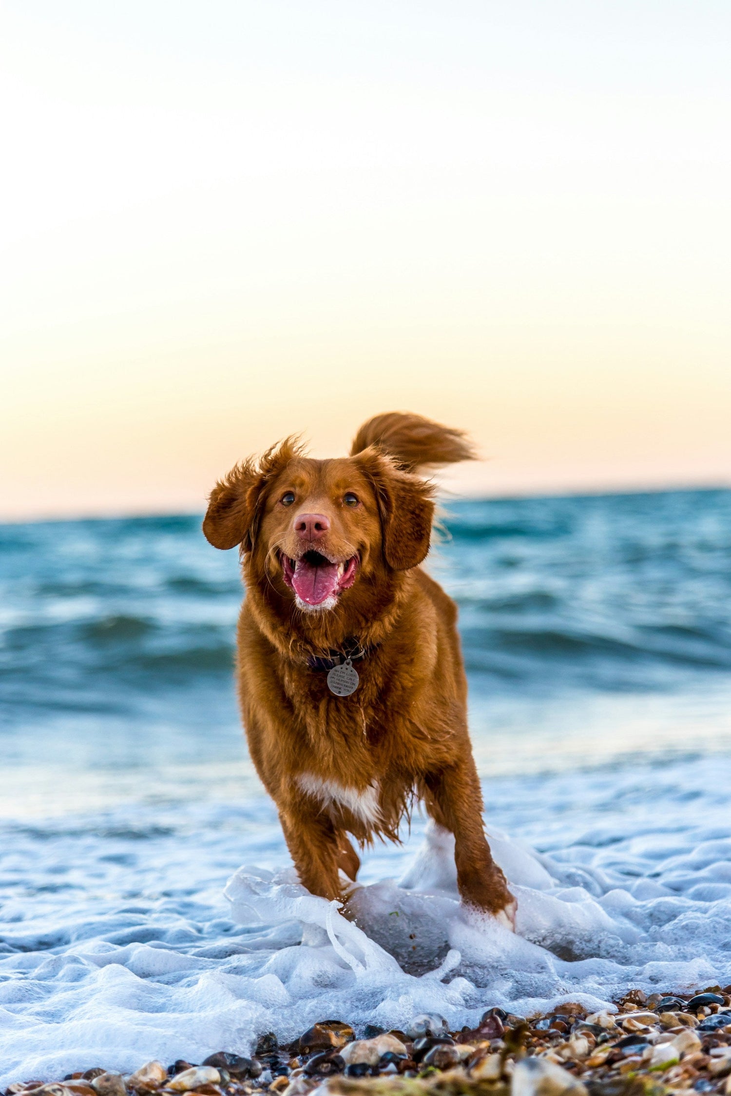 Collars & Leashes & Harnesses