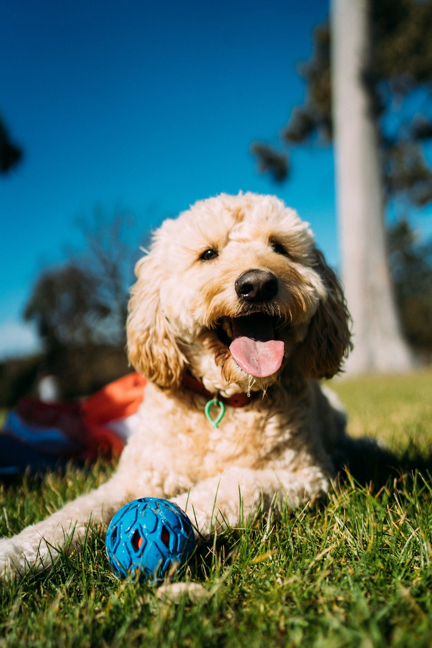 Outdoor Dog Supplies