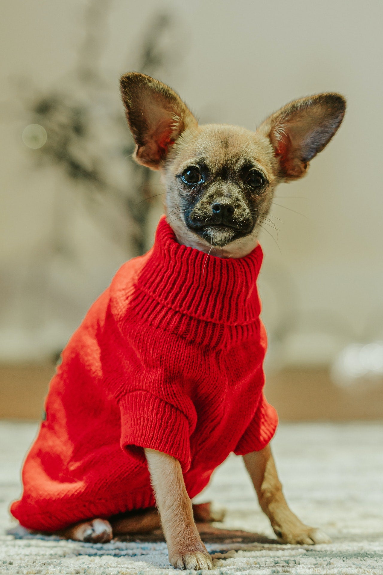 Pet Apparel